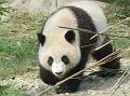 chengdu-panda9